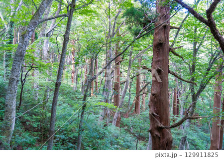 【日本百名山】大山ユートピアコースの森林　鳥取県西伯郡大山町 129911825