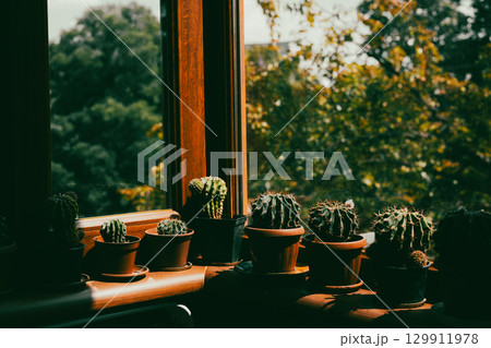 Cacti plants in a row basking in sunlight by a wooden window overlooking a vibrant green view. Potted cactus plants on a windowsill. Cacti plants in a row basking in sunlight by a wooden window overlooking a vibrant green view. Potted cactus plants on a windowsill. 129911978