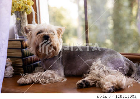 A relaxed Yorkshire Terrier enjoys a sunny day, resting by a window in a cozy home setting. A Yorkie doggy lap dog rests peacefully on a window sill, basking in natural light, with books and flowers. 129911983
