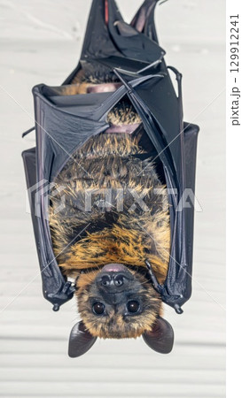 Detailed Portrait of a Brown Bat Hanging Upside Down with Wide Eyes and Fur 129912241