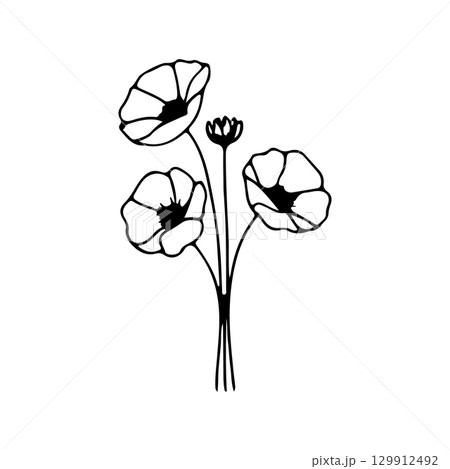 Elegant black and white illustration of poppy flowers with delicate petals and slender stems 129912492