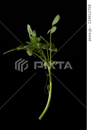 クレソン 129912708