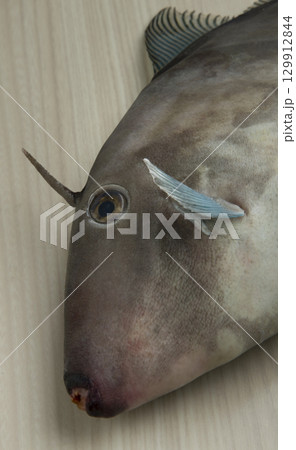 ウマズラ 129912844