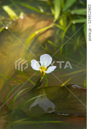 ミズオオバコ 129912903