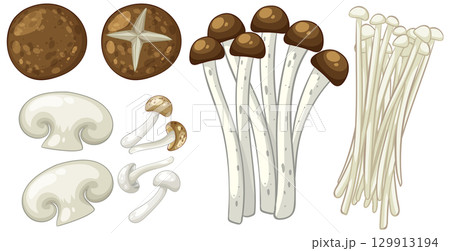 Diverse Mushroom Varieties Vector Illustration 129913194