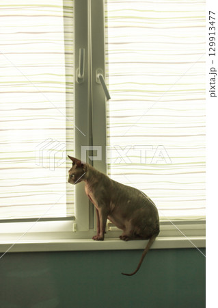 Sphynx cat sits gracefully on a windowsill. Domestic hairless kitty at home. Sphynx cat sits gracefully on a windowsill. Domestic hairless kitty at home. 129913477