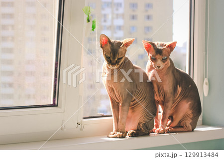 Two graceful sphinx cats basking in the warm sunlight on a windowsill, at home. The cats sit together on a sill, , creating a warm and inviting scene. 129913484