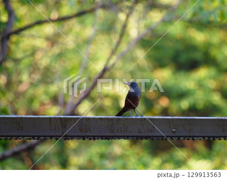 橋の欄干の上のイソヒヨドリ 129913563