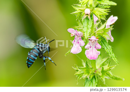 花の蜜を吸うルリモンハナバチ 花の蜜を吸うルリモンハナバチ 129913574