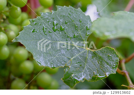 Fresh green grape leaves with raindrops showcasing nature's beauty in a vineyard during early morning 129913602