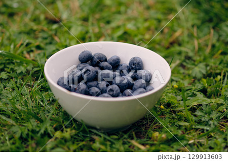 Freshly picked blueberries in a white bowl placed on green grass during a sunny afternoon Freshly picked blueberries in a white bowl placed on green grass during a sunny afternoon 129913603