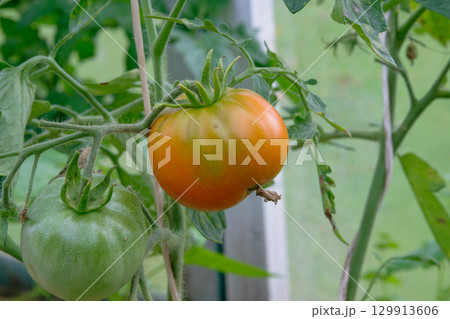 Ripe tomato nearing harvest in a home garden during summer months 129913606