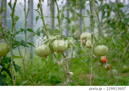Green tomatoes growing in a lush garden during the early morning hours in a greenhouse 129913607