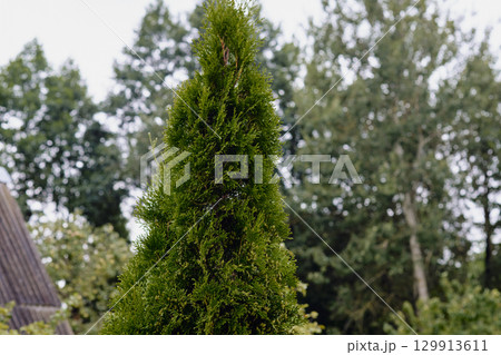 Tall evergreen tree stands against a backdrop of lush forest on a cloudy day in the countryside Tall evergreen tree stands against a backdrop of lush forest on a cloudy day in the countryside 129913611