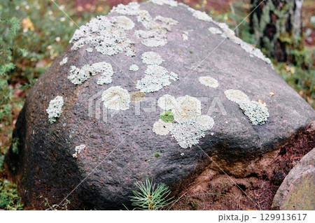 Lichen covered rock in a forest setting displaying vibrant textures and earthy tones 129913617