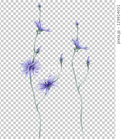 Watercolor set of beautiful chicory flower on a white background. Botanical illustration freehand drawing. Hand drawn illustration with pencil strokes. Blue purple meadow flower officinalis plant 129914031