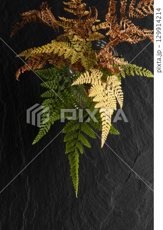 黒い背景にシダ 129914214