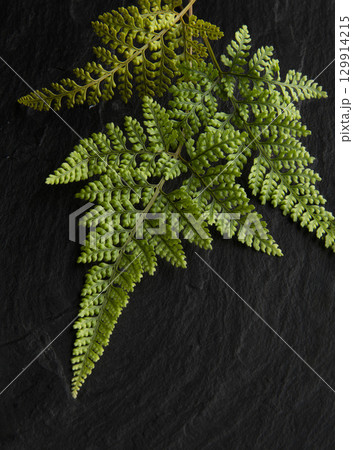 黒い背景にシダ 129914215