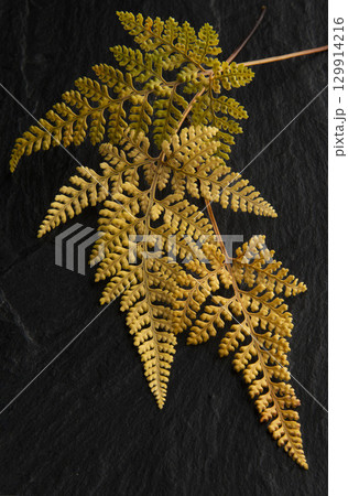 黒い背景にシダ 129914216