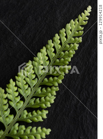 黒い背景にシダ 129914218