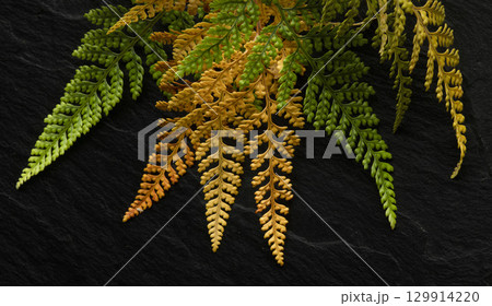 黒い背景にシダ 129914220
