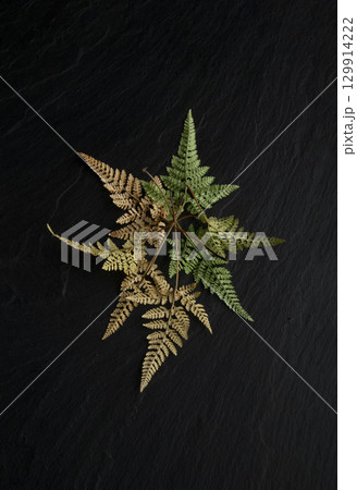 黒い背景にシダ 129914222