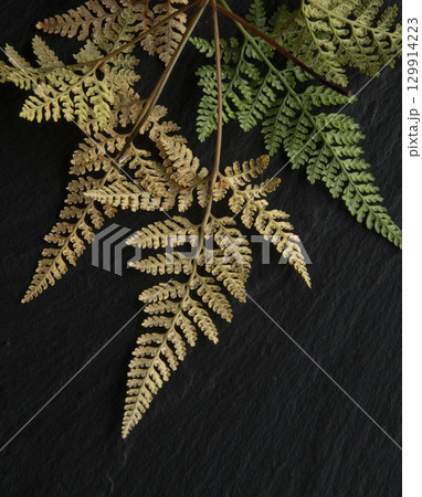 黒い背景にシダ 129914223