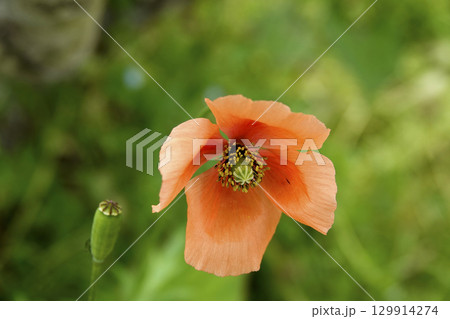 春の日差しを浴びて野に咲くひなげしの花 春の日差しを浴びて野に咲くひなげしの花 129914274