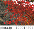 真っ赤な紅葉 129914294