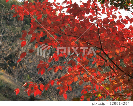 真っ赤な紅葉 129914294