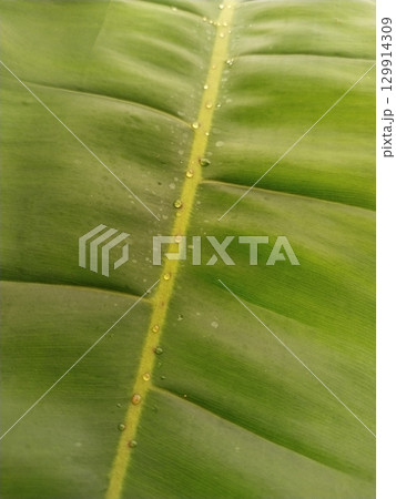 Green Leaf with Dew Drops Green Leaf with Dew Drops 129914309