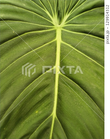 Leaf's Delicate Geometry 129914312