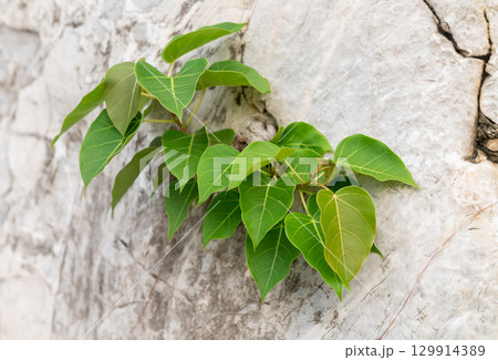 Bodhi tree growing in the crevice of the rock 129914389
