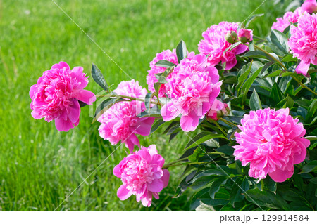 Peony flowers in the garden Peony flowers in the garden 129914584