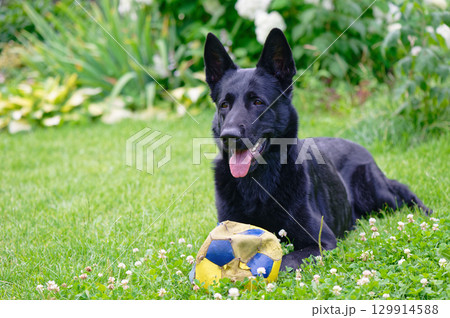 Black German shepherd  129914588