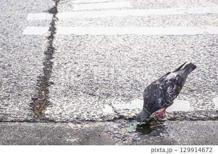 真夏に横断歩道の窪みに溜まった水を飲むカワラバトの写真 129914672