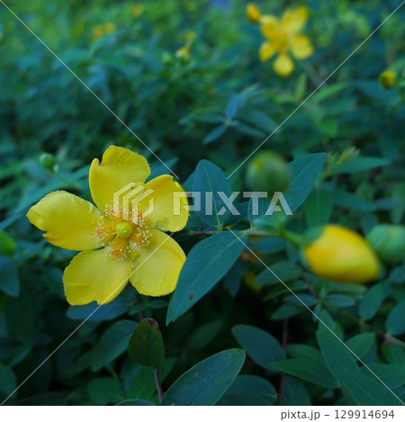 キンシバイの花の接写写真 キンシバイの花の接写写真 129914694