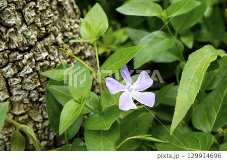 春の日差しを浴びて咲くツルニチニチソウの花 129914696