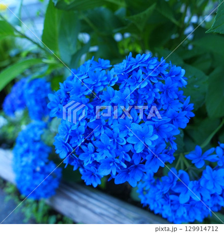 ハート形のように見える紫陽花の花の写真 129914712