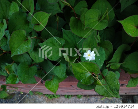 八重咲のドクダミの花の写真 129914714