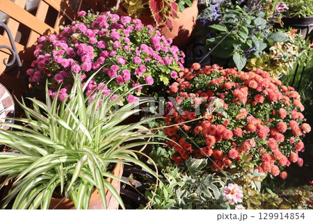 秋の花の寄せ植え＆寄せ鉢 129914854