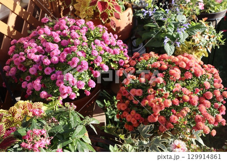 マムの花の寄せ鉢 129914861