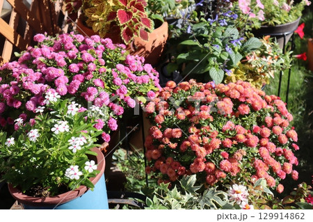 マムの花の寄せ鉢 129914862