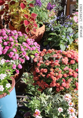 マムの花の寄せ鉢 マムの花の寄せ鉢 129914863