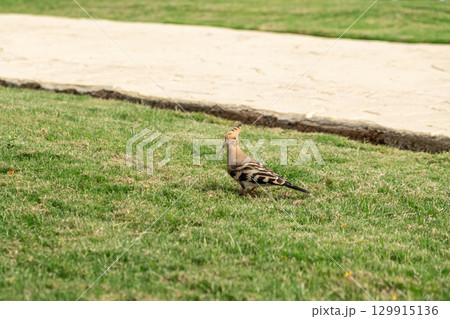 Bird foraging on the green grass near a sandy path in Egypt during daylight hours Bird foraging on the green grass near a sandy path in Egypt during daylight hours 129915136