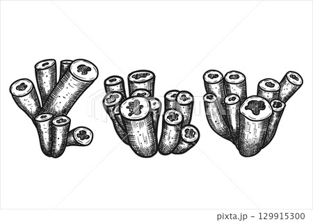 Hand drawn tubular sea sponge. Vector illustration 129915300