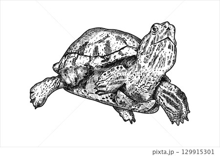 Hand drawn turtle. Underwater world. Vector illustration 129915301