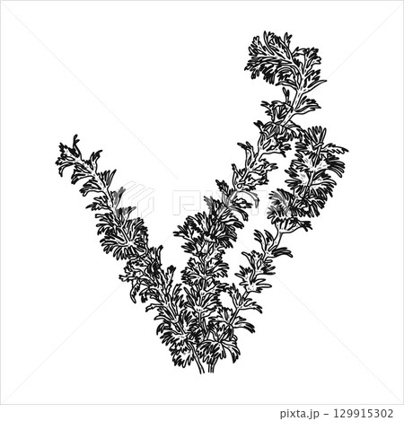 Hand drawn algae. Underwater world. Vector illustration 129915302