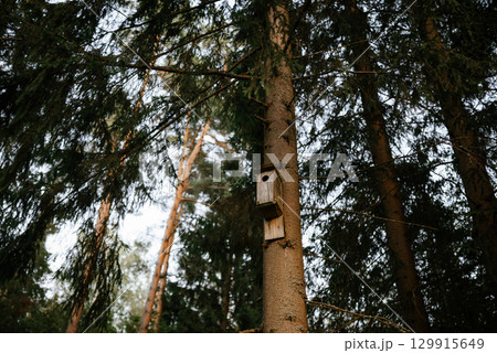 Birdhouse in Forest on Tree Capturing Natural Habitat 129915649