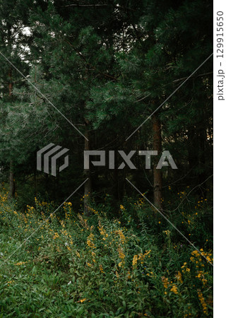 Pine Trees with Yellow Flowers in a Forest Setting Pine Trees with Yellow Flowers in a Forest Setting 129915650